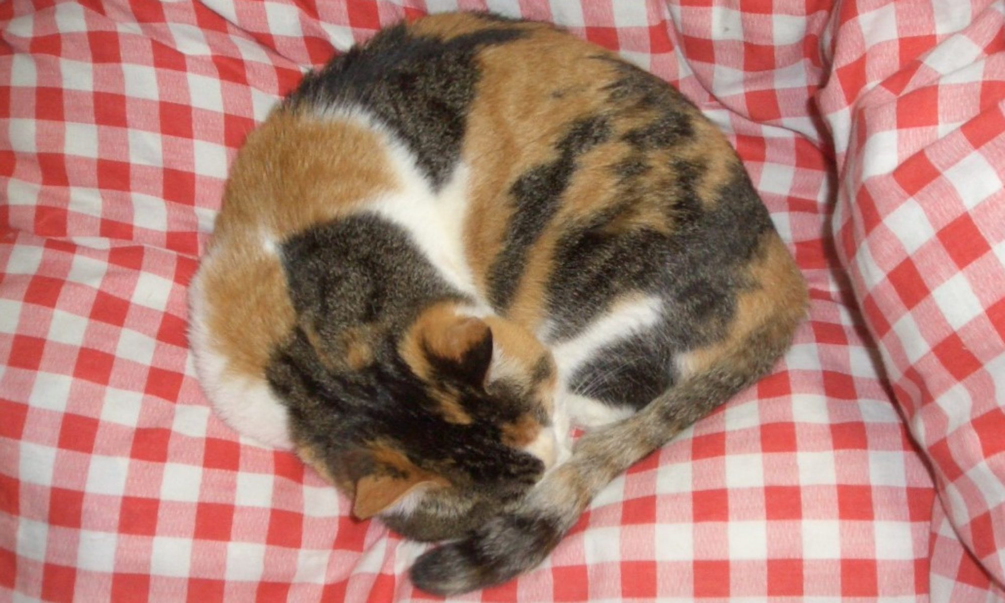 ずっとずっと愛してる